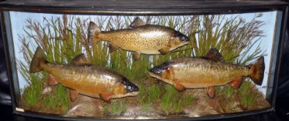 PERSERVED FISH: Rare early Cooper of London mixed species case, pair of brook trout and 1 brown