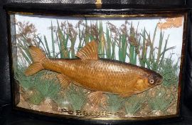 CASED FISH: An early Cooper? Preserved roach in bow front gilt lined case, 19