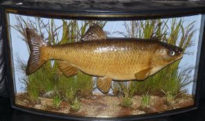 PRESERVED FISH: An early Cooper  preserved large chub in glazed bow front gilt lined case, 25