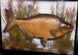 PRINT: Full colour print showing a Cooper preserved bream with gilt text, 6lb 70 fish, caught