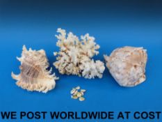 A large piece of natural coral and two l