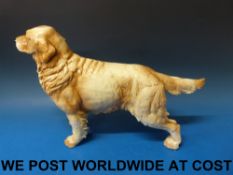 Goebel golden retriever