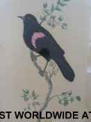 Two watercolours and bird feather pictur