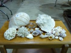 A collection of shells and coral