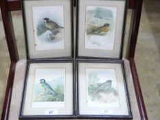 A set of four framed prints of birds inc