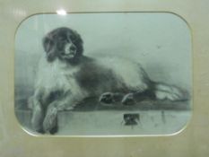 Pencil drawing of a dog lying down on a