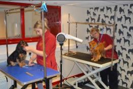 A full dog groom at Top Pawfection