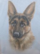 Pastel of a German Shepherd signed indis