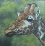 Stephen Park oil on board of a giraffe (