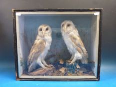 A cased pair of taxidermy barn owls mounted in naturalistic setting (width of case 46cm)