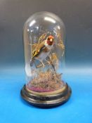 A taxidermy study of a goldfinch under glass dome (height 23cm)