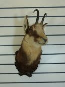 A taxidermy study of a goat (Height 61cm)