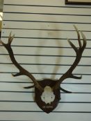 A mounted 12 point royal stag red deer antlers on oak shield shaped back marked 141094 (width 57cm)