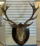 A taxidermy study of a Royal stag with 17 point antlers on an oak shield shaped mount with brass