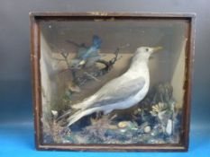 A cased taxidermy study of a seagull and kingfisher in a naturalistic foreshore setting. Script to