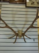 A 14 point set of antlers from a red deer stag dated to skull 1999 (width 87cm)