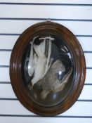 An Edwardian taxidermy study of two birds mounted under a glass dome and oak framed surround. Label