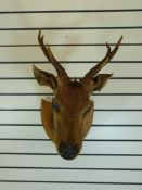 A taxidermy study of a deer on shield shaped mount (height 67cm)