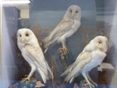 Three taxidermy barn owls by A. C. Foot of Bath, both in case mounted in naturalistic setting