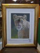 Four signed limited edition prints of big cats by Stephen Gayford