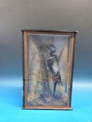 A cased taxidermy study of a woodpecker