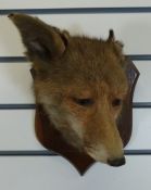 A taxidermy study of a fox mask