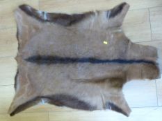 Two likely African animal hides