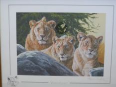 Four signed limited edition Stephen Gayford prints of big cats
