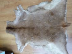 Two likely African animal hides