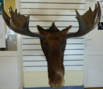An impressive taxidermy study of a moose on shield shaped mount, 20 points (Width of antlers approx