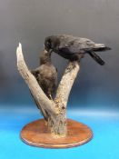 A taxidermy study of a crow feeding a chick on tree bough
