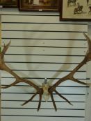 A 14 point set of antlers from a red deer stag