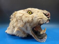 A 19thC taxidermy study of a tiger's head on wooden plaque