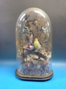 A Victorian study of birds in a naturalistic setting on a wooden plinth under a domed glass cover