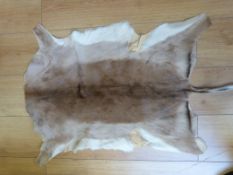 A springbok hide (length 95cm), together with another similarly sized hide