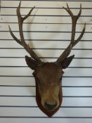 A late 19thc/early C20th taxidermy study of a stag with 11 point antlers, on shield shaped mount.