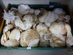 A large box of assorted shells