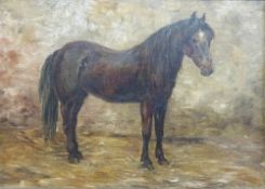 An oil on board of a pony in a stable, in gilt frame (16 x 22.