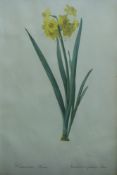 A framed and glazed botanical print of narcissus (51cm x 33cm)