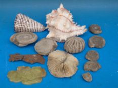 A quantity of fossils, shells,
