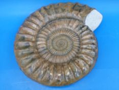 An exceptionally large Paracoroniceras Charlesi Ammonite, excavated Monmouth Beach Lyme Regis,