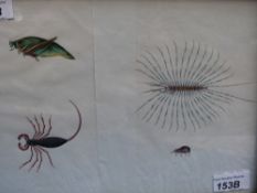 A framed hand painted study of four insects