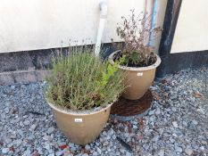 A pair of ceramic pots with lavender and standard honeysuckle plants