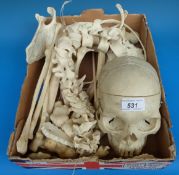 A part human skeleton to include articulated skull, vertebral column, ribs, tibia and fibula, femur,