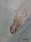 David Blake: Gouache of an otter swimming, 35 x 25cm,