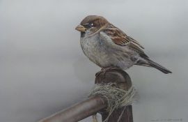 A collection of ornithological and botanical prints,