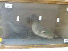 A cased taxidermy study of a duck and another bird (width of case 49cm)