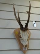 Two small taxidermy mounts of roe deer skulls