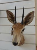 A taxidermy shoulder mount of an oribi together with another of a steenbuck (overall height 120cm)