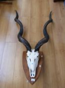 A taxidermy skull mount of a kudu (overall height 130cm approximately)